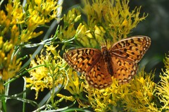 Speyeria coronis halcyone