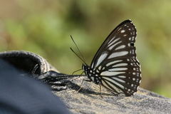 Limenitis mimica