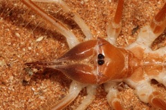 Galeodidae