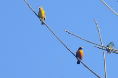 Euphonia finschi