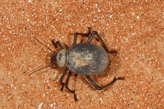 Prionotheca coronata