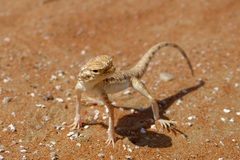 Phrynocephalus arabicus