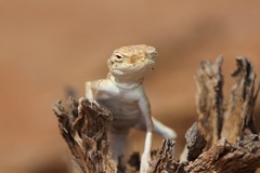 Phrynocephalus arabicus