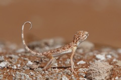 Phrynocephalus arabicus