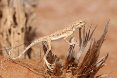 Phrynocephalus arabicus