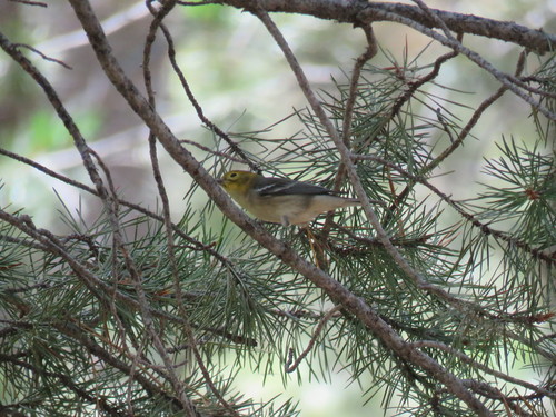 iNaturalist observation photo of Hermit Warbler