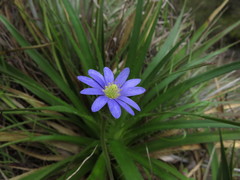Anemone decapetala