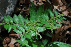 Lithospermum helleri