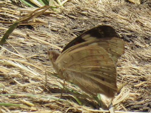 iNaturalist observation photo of Gray Buckeye