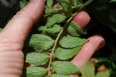 Lithospermum helleri