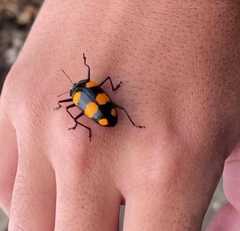 Scaphidomorphus bosci