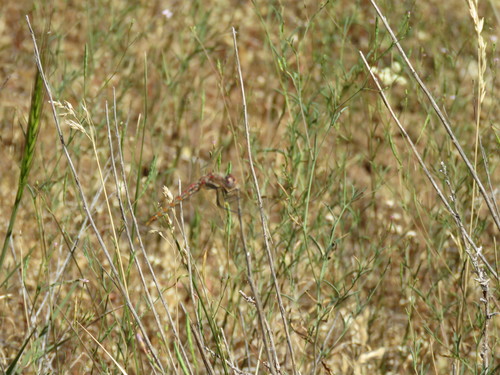 iNaturalist observation photo of Variegated Meadowhawk