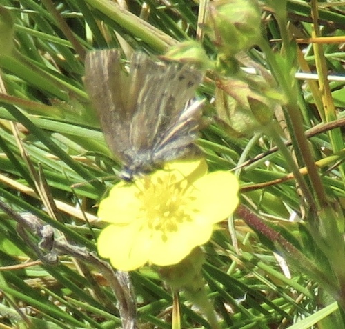 iNaturalist observation photo of Gossamer-winged Butterflies