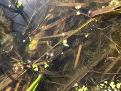 Rana pretiosa