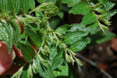 Lithospermum helleri