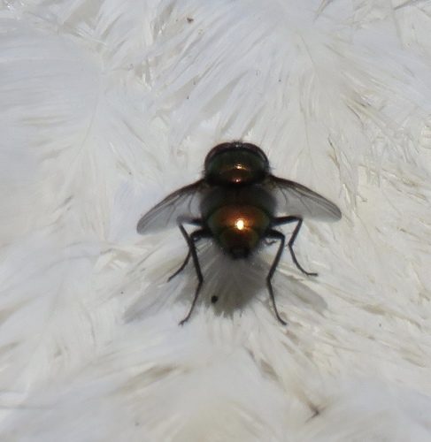 iNaturalist observation photo of Greenbottle Flies