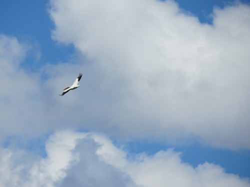iNaturalist observation photo of American White Pelican