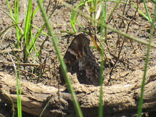iNaturalist observation photo of California Tortoiseshell