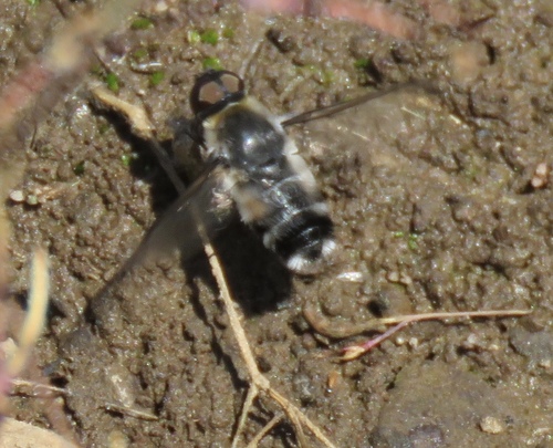 iNaturalist observation photo of Villa