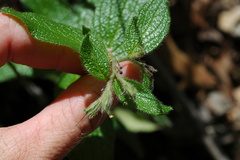 Lithospermum helleri