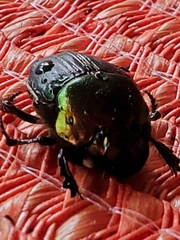 Phanaeus vindex