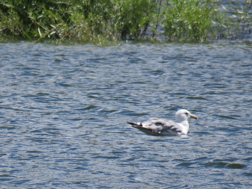 iNaturalist observation photo of California Gull