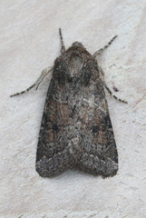 Protorthodes curtica