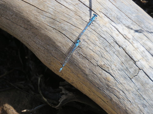 iNaturalist observation photo of Bluets
