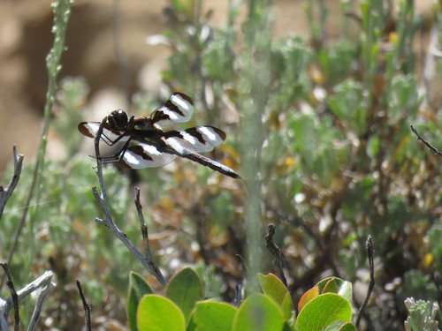 iNaturalist observation photo of Twelve-spotted Skimmer