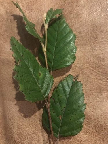 Betula nigra image
