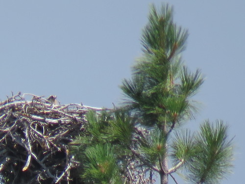 iNaturalist observation photo of Osprey