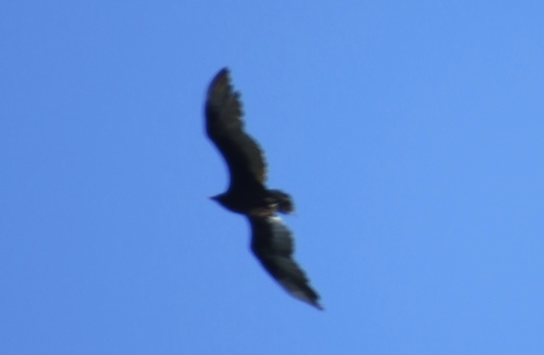 iNaturalist observation photo of Turkey Vulture