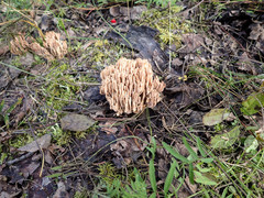 Ramaria concolor