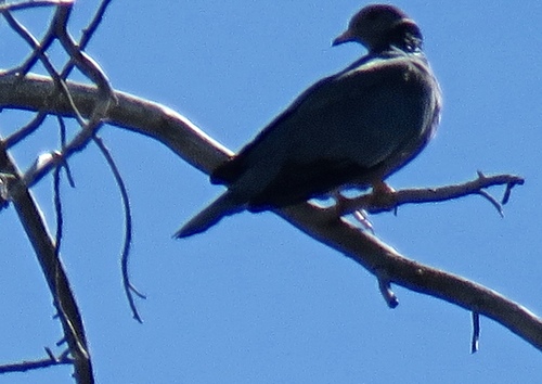 iNaturalist observation photo of Band-tailed Pigeon