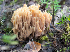 Ramaria concolor
