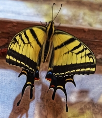 Papilio multicaudata multicaudata