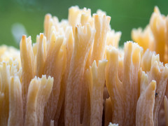 Ramaria concolor