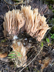 Ramaria concolor