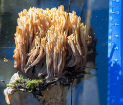 Ramaria concolor