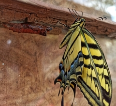 Papilio multicaudata multicaudata