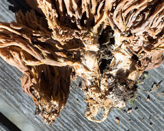 Ramaria concolor