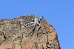 Pseudotrapelus jensvindumi