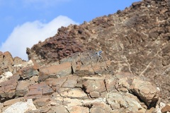 Pseudotrapelus jensvindumi