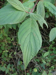 Cornus sericea sericea