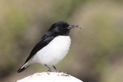 Oenanthe albonigra