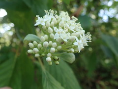 Cornus sericea sericea