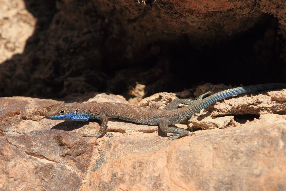 Hajar Blue-tailed Lizard
