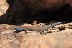Blue-Tailed Oman Lizard photo 3