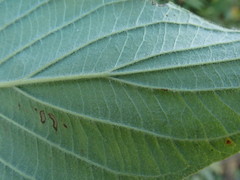 Cornus sericea sericea