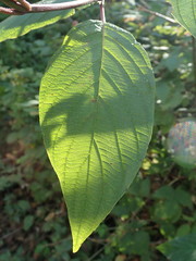 Cornus sericea sericea